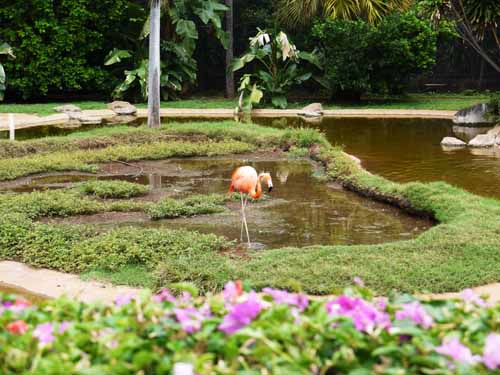 Honolulu Zoo Flamingo